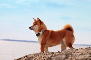 Whale bought 50B Shiba Inu [SHIB] tokens valued at $1.8M