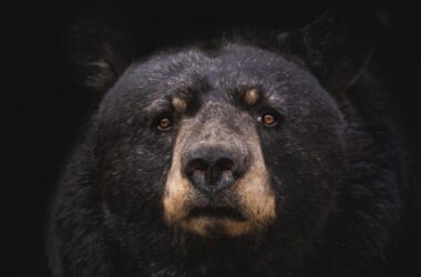 Has Bitcoin ventured into an extended bear market?
