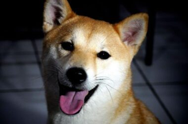 Shiba Inu's Much Awaited Gaming Project Is Finally Out